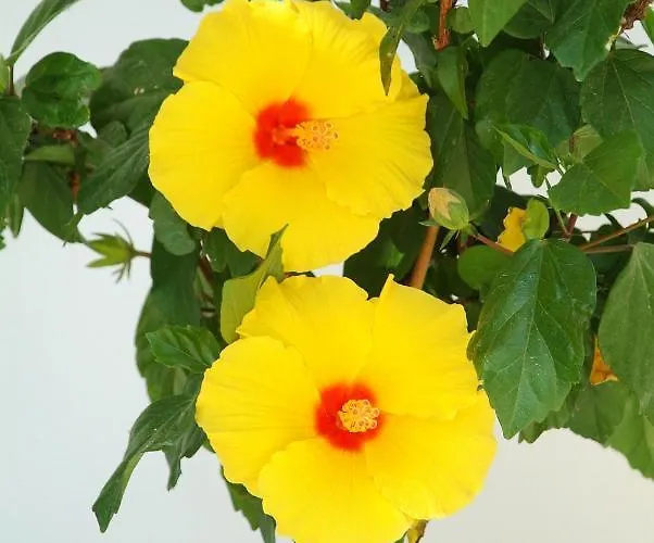 Paolas Sunset Apartahotel