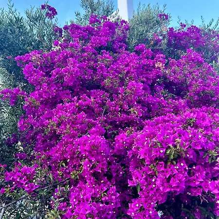 アパートホテル Paolas Sunset アギオス・ステファノス