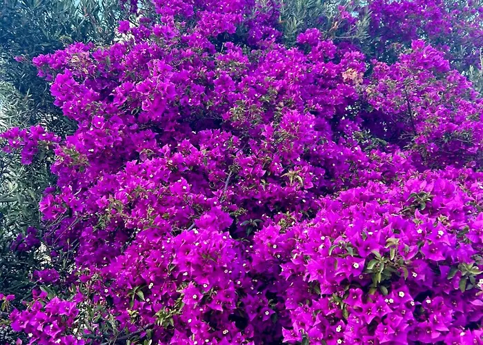 Апарт-отель Paolas Sunset Агиос-Стефанос