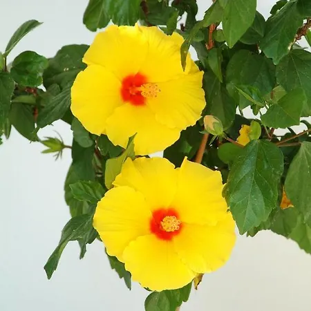 Paolas Sunset 公寓式酒店